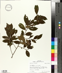 Ilex coriacea image