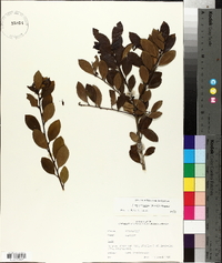 Ilex coriacea image