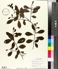 Ilex coriacea image