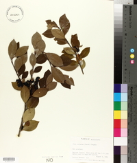 Ilex coriacea image