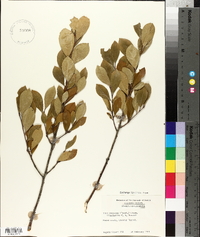 Ilex coriacea image