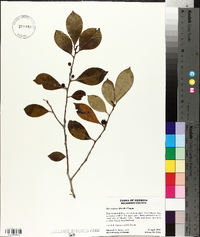 Ilex coriacea image