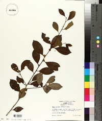 Ilex coriacea image