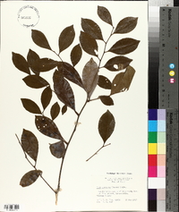 Ilex coriacea image