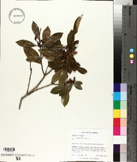 Ilex coriacea image