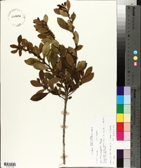 Ilex coriacea image