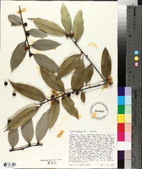 Ilex dipyrena image