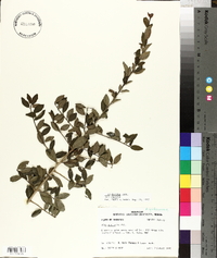 Ilex decidua var. decidua image