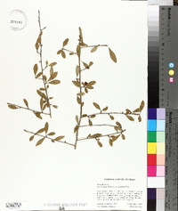 Ilex decidua var. decidua image