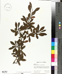 Ilex decidua var. curtissii image