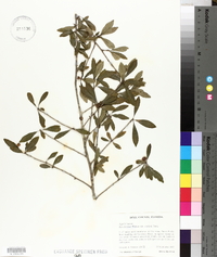 Ilex decidua var. curtissii image