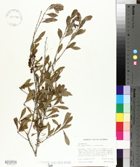 Ilex decidua var. curtissii image