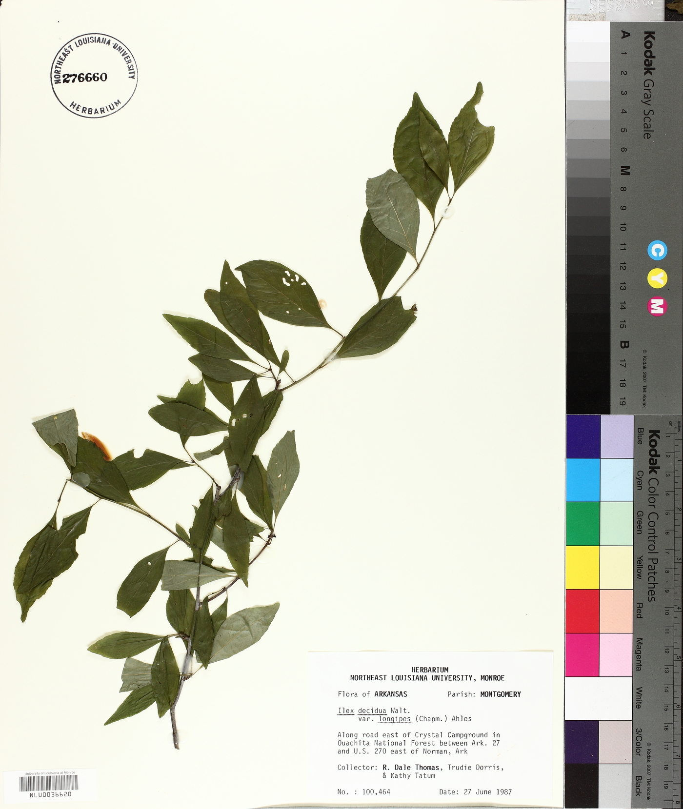 Ilex decidua var. longipes image