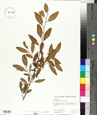 Ilex decidua var. decidua image