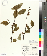 Ilex montana image