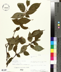 Ilex montana image