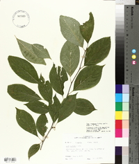 Ilex montana image