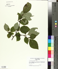 Ilex montana image