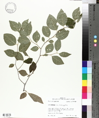 Ilex montana image