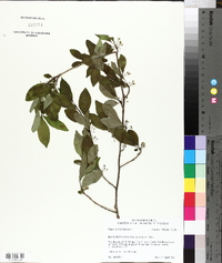 Ilex montana image