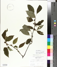 Ilex montana image