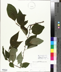 Ilex montana image