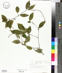 Ilex montana image