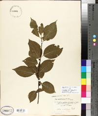 Ilex montana image