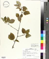 Ilex montana image