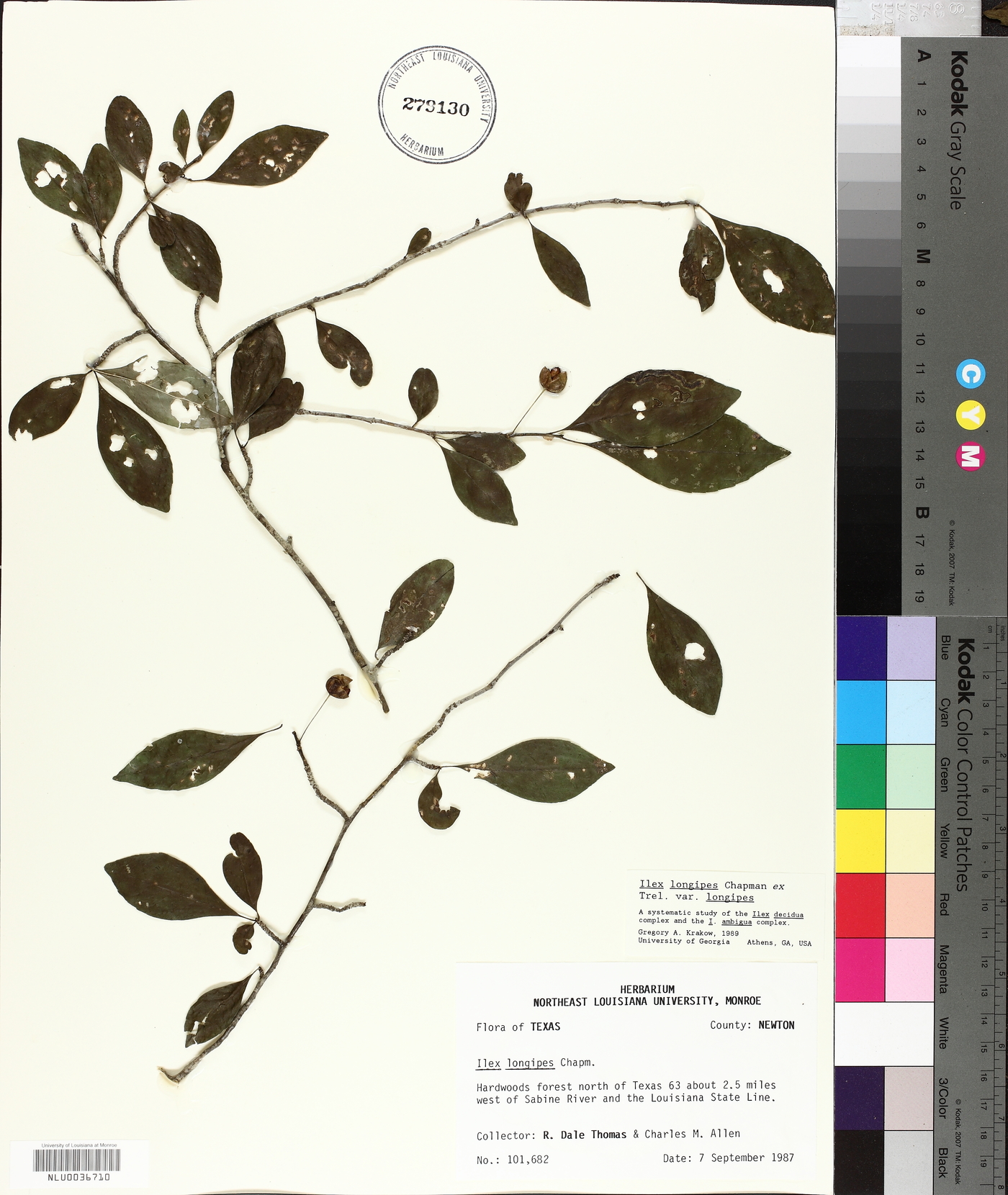 Ilex longipes image