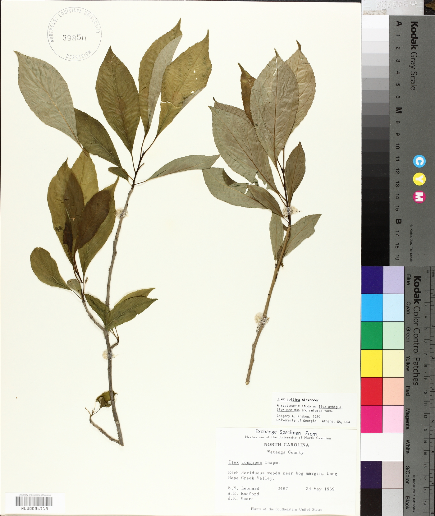 Ilex collina image