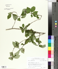 Ilex longipes image