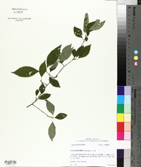 Ilex longipes image