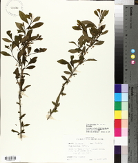 Ilex decidua var. decidua image