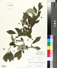 Ilex longipes var. longipes image