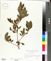 Ilex laevigata image