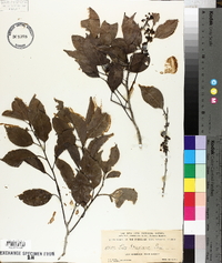 Ilex krugiana image