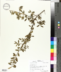 Ilex myrtifolia image