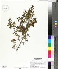 Ilex myrtifolia image