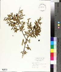 Ilex myrtifolia image