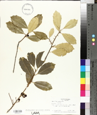 Ilex x attenuata image