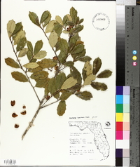 Ilex opaca var. arenicola image