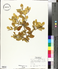 Ilex opaca var. arenicola image