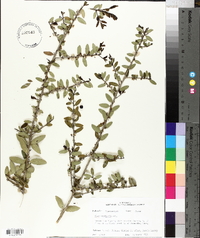 Ilex vomitoria image