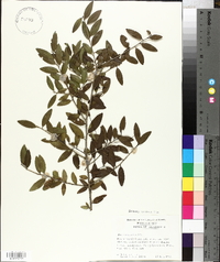 Ilex vomitoria image