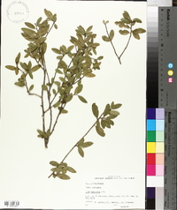 Ilex vomitoria image