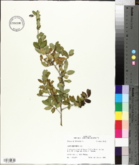 Ilex vomitoria image