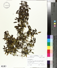 Ilex vomitoria image