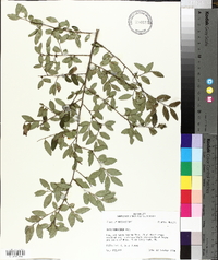 Ilex vomitoria image