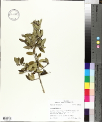 Ilex vomitoria image